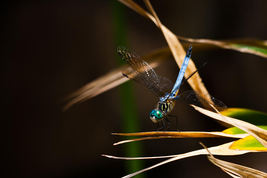 Blue Dasher Dragonfly Photograph by Ed Gleichman
