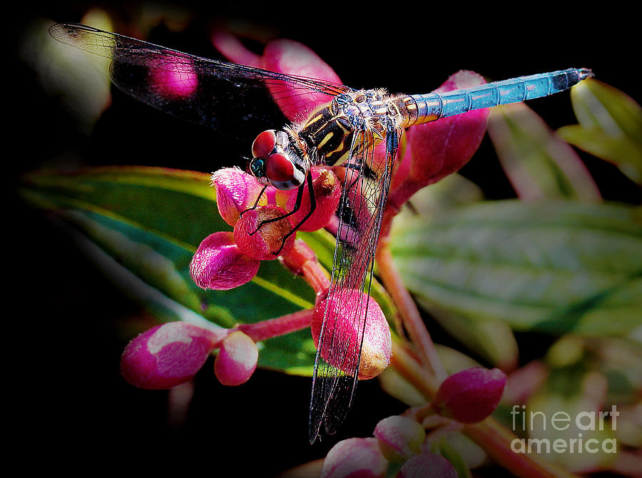 Blue Dasher Dragonfly Photograph by Judi Bagwell