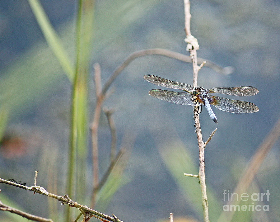 Blue Dasher Dragonfly Photograph by Terri Mills