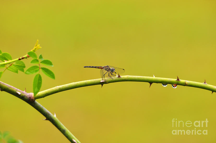 Blue Dasher Female Photograph by Al Powell Photography USA