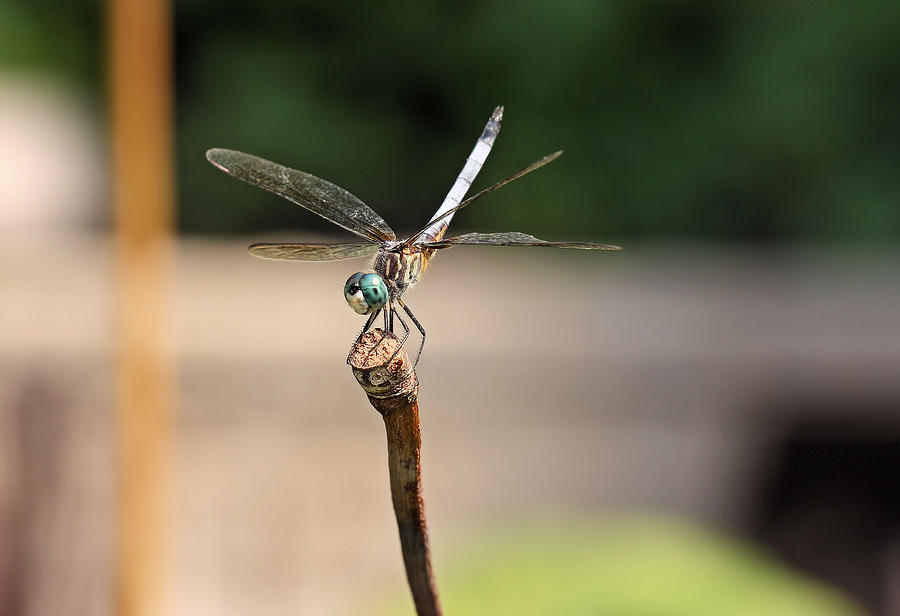 Blue Dasher Photograph by Katherine White