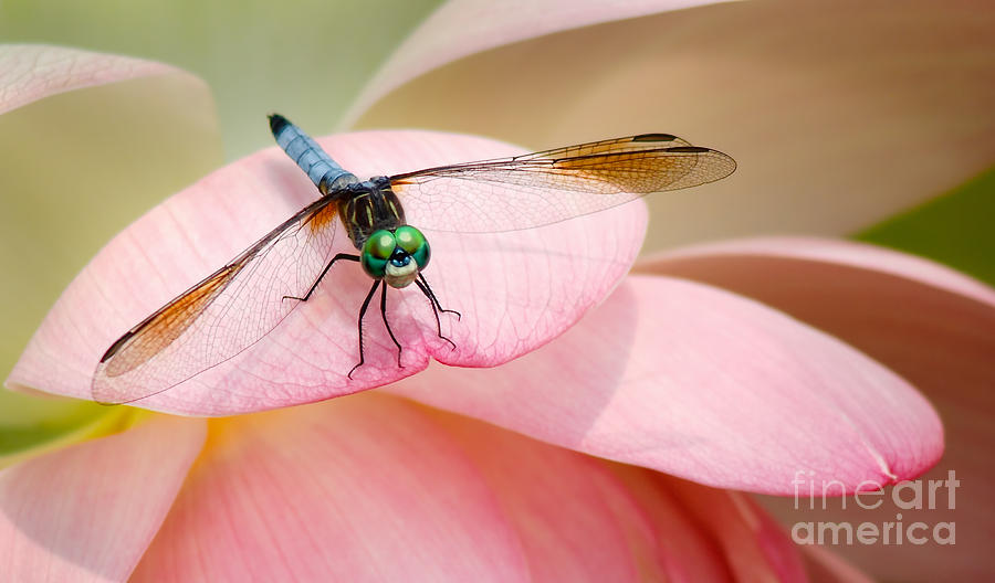 Summer Photograph - Blue Dasher on a Pink Lotus by Susan Isakson