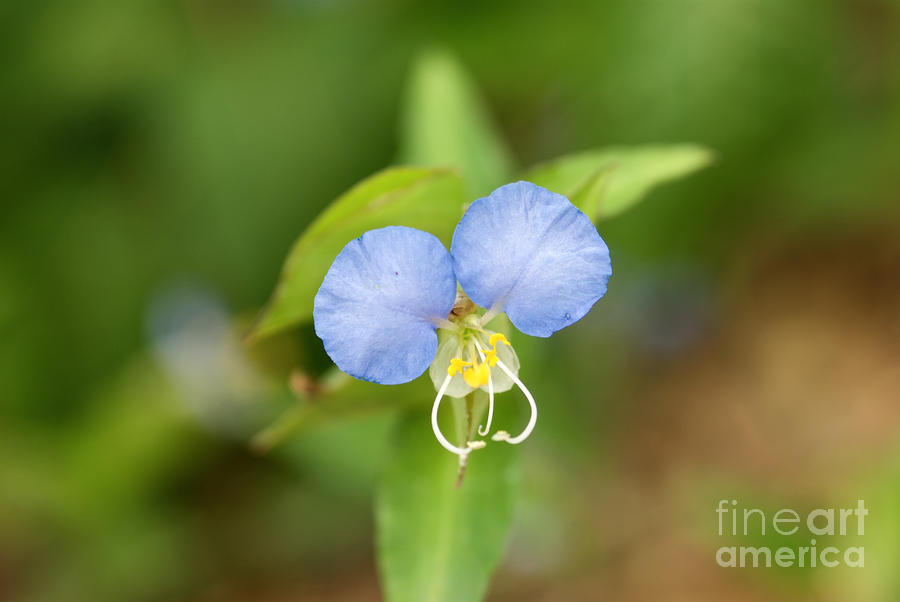 Blue Day Flower Photograph