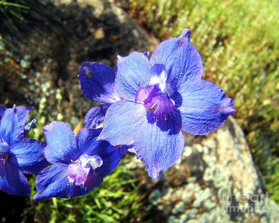 Blue Delphinium Flower Photograph Photograph by Kristen Fox