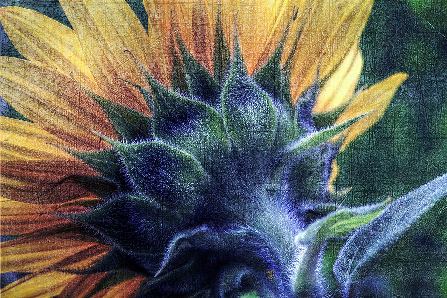 Sunflower Photograph - Blue Denim Girl by Christine Annas