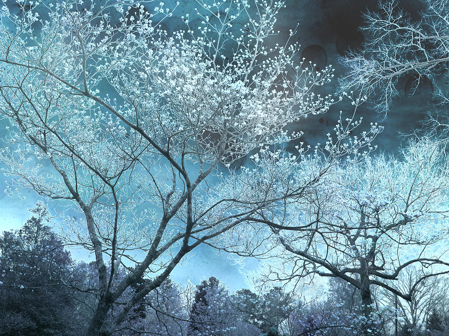 Blue Diamonds In The Sky Surreal Nature Trees Digital Art by Kathy Fornal