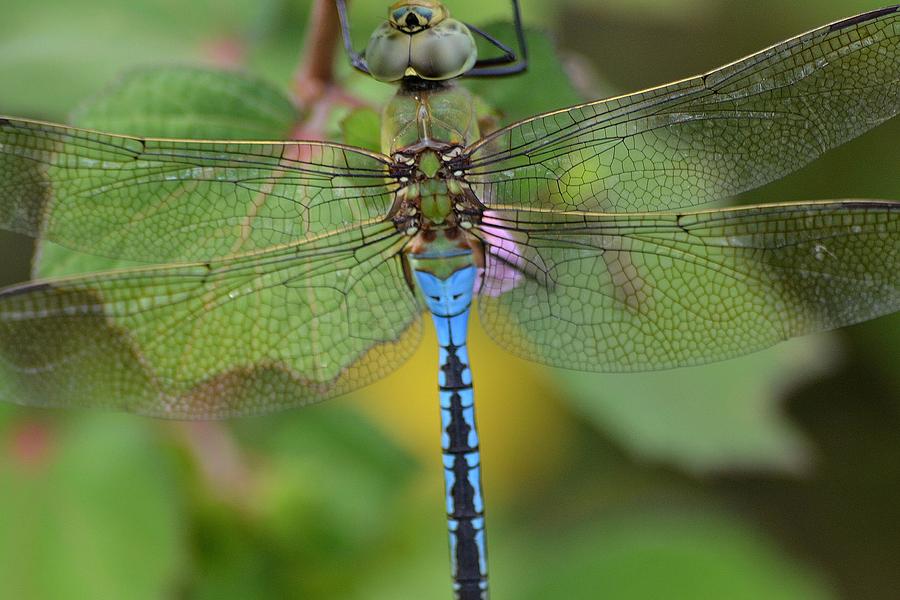 Blue Dragnfly Photograph by Katrina Johns - Fine Art America