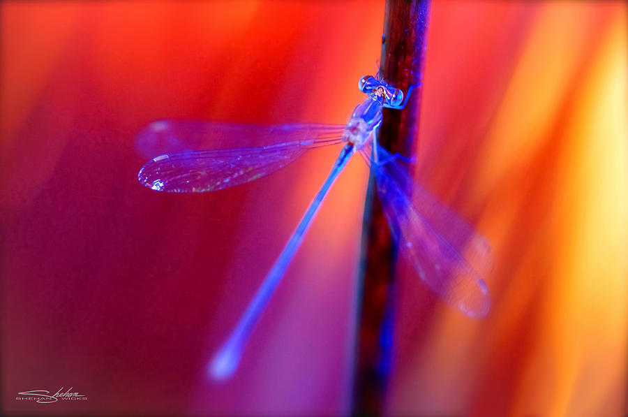 Blue Dragon Fly Photograph by Shehan Wicks