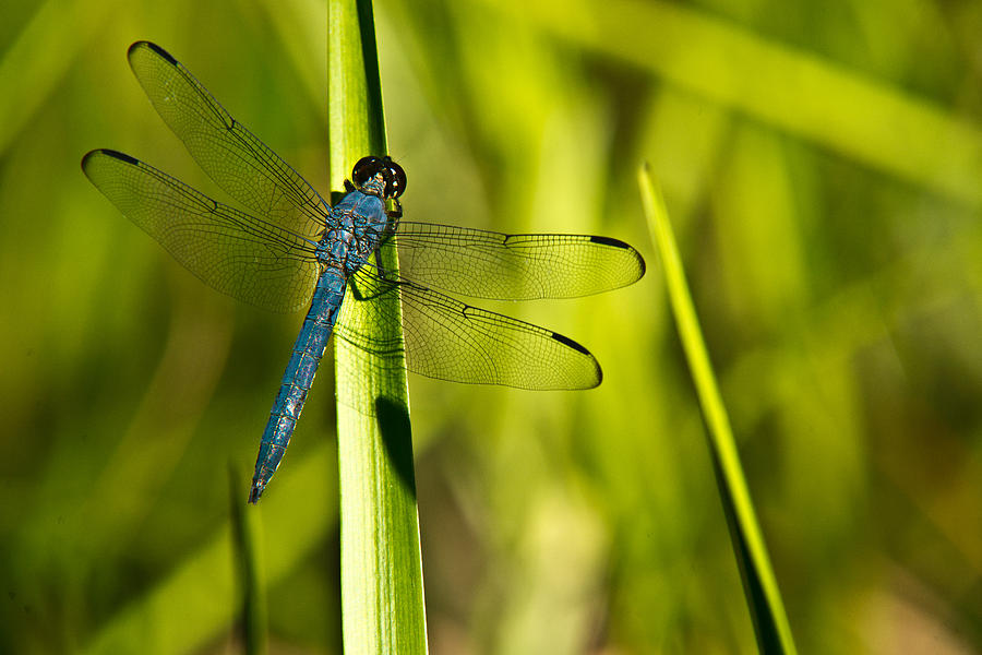 Snake Photograph - Blue Dragonfly 2 by Douglas Barnett