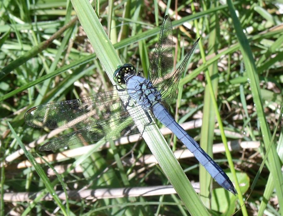 Dragonfly Photograph - Blue Dragonfly by Crystal Williams