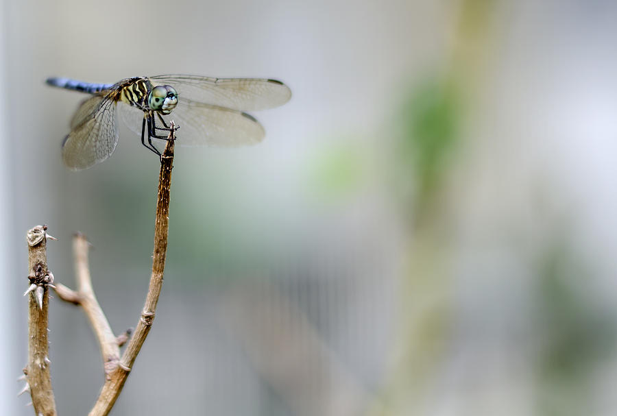 Blue Dragonfly Photograph by Heather Applegate