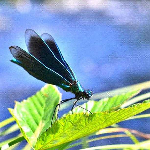 Blue Dragonfly Photograph by Liv Heidi Braten