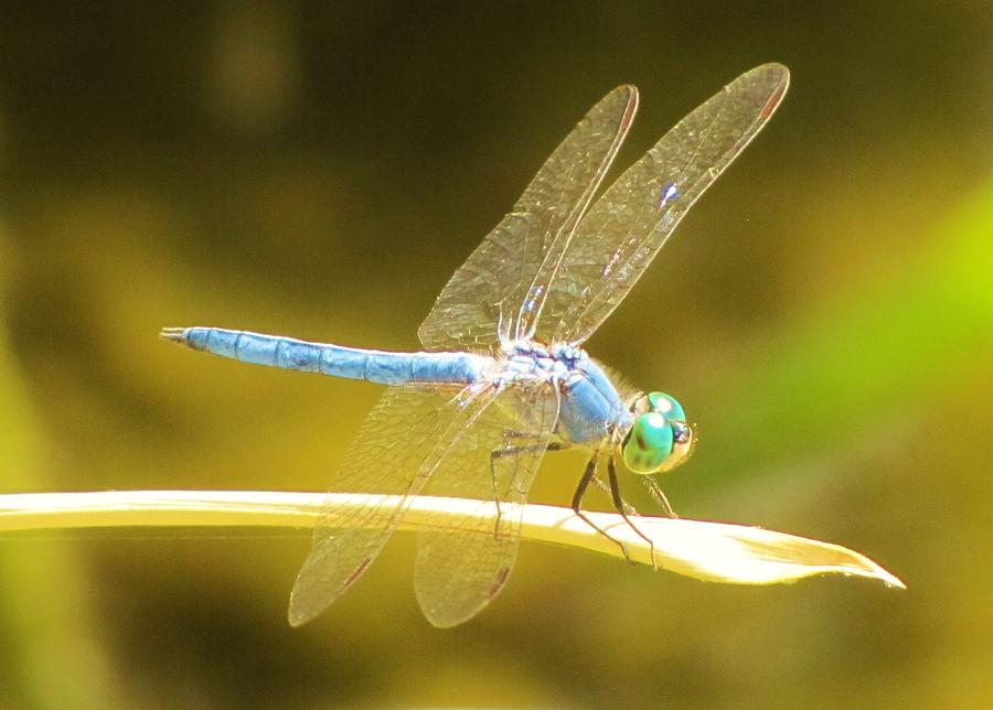Nature Photograph - Blue Dragonfly by Life Inspired Art and Decor