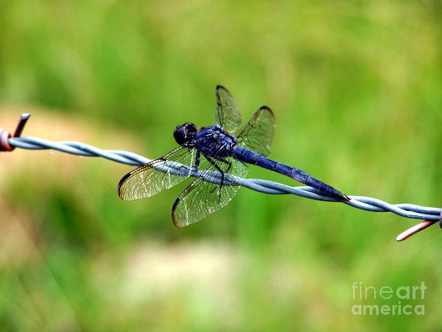 Blue Dragonfly on Barb Wire Photograph by Kathy  White