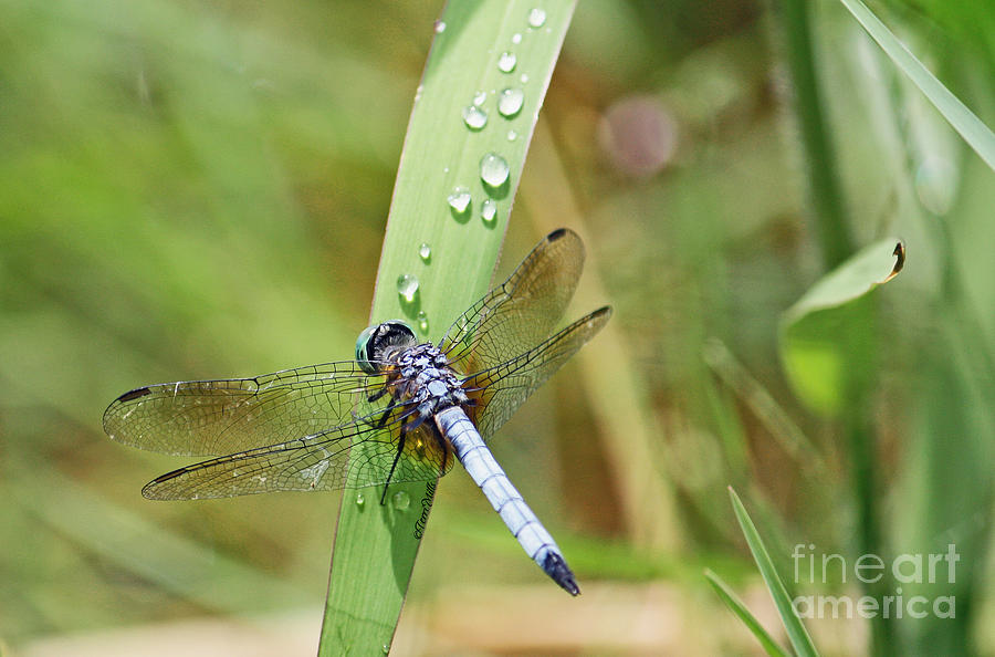 Blue Dragonfly with Water Droplets Photograph by Terri Mills