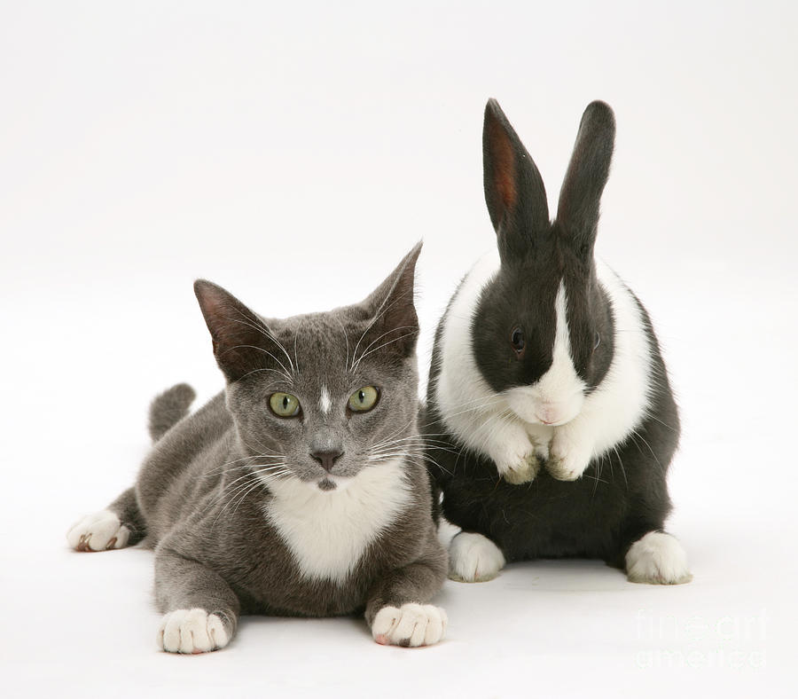 Blue Dutch Rabbit And Oriental Type Cat Photograph by Jane Burton