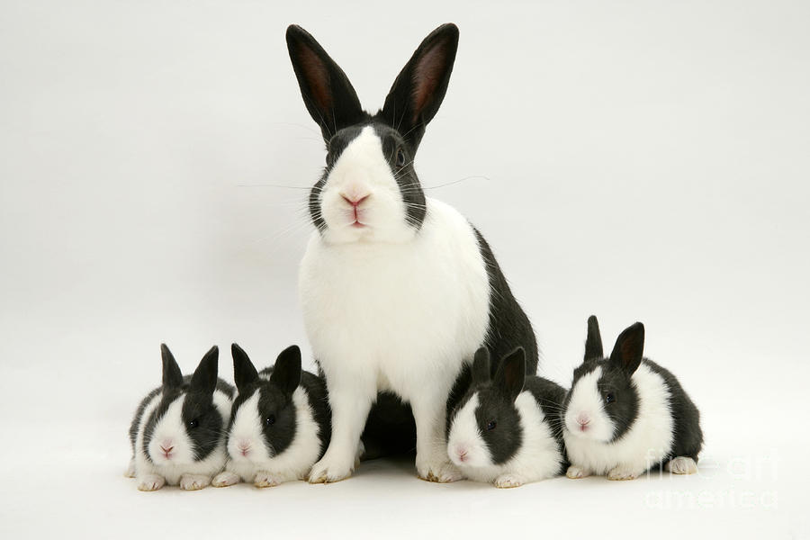 Blue Dutch Rabbits Photograph by Jane Burton