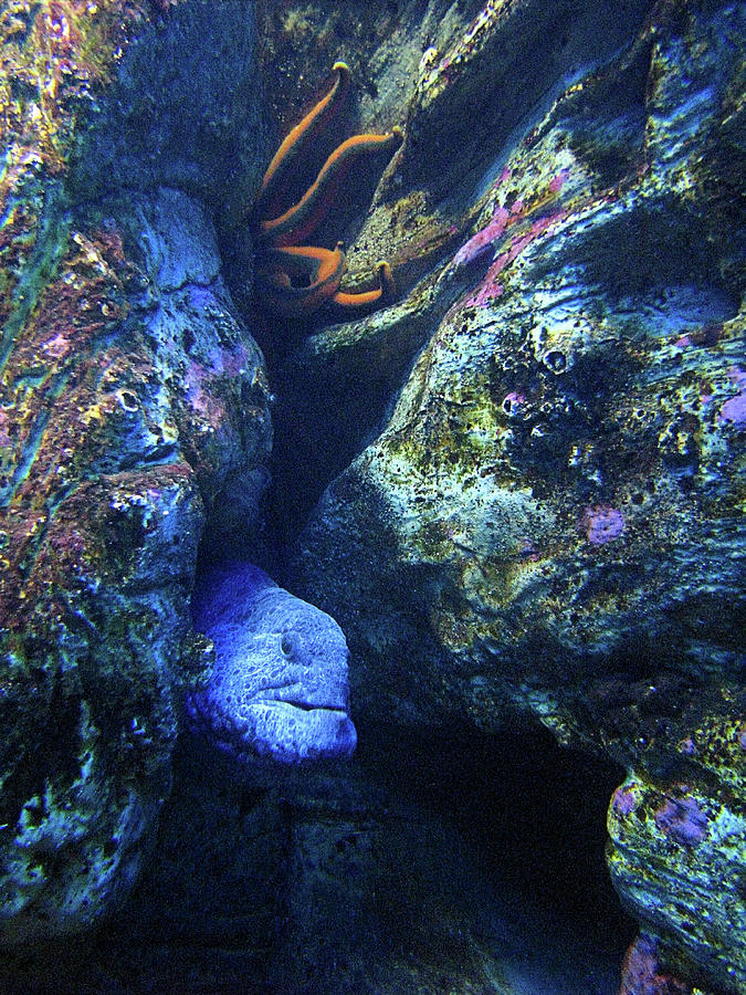Blue Eel and Shy Friend Photograph by Lora Fisher