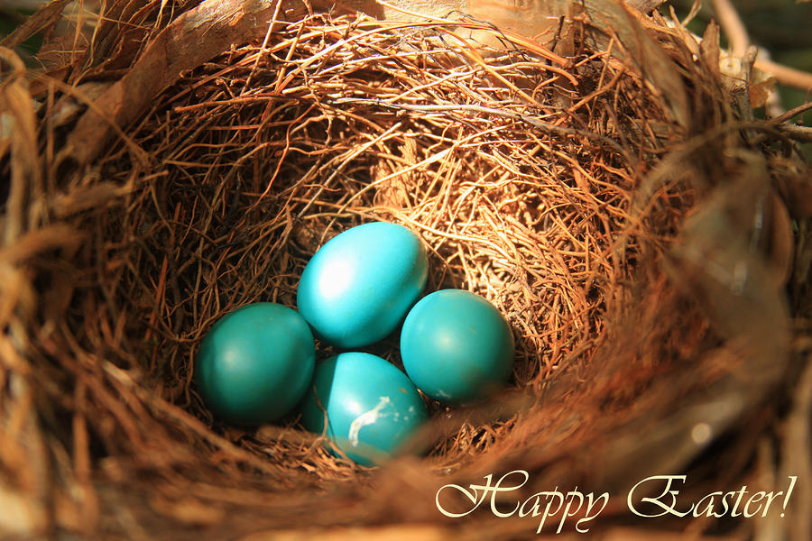 Blue eggs in nest Photograph by Emanuel Tanjala