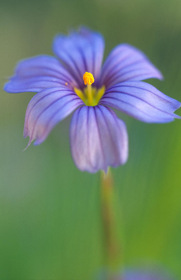 Flower Photograph - Blue Eyed Grass 2 by Kathy Yates