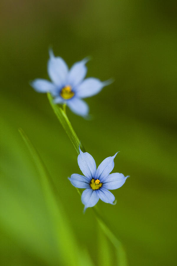 Blue-eyed Grass Wildflower - Sisyrinchium angustifolium Photograph by Kathy Clark