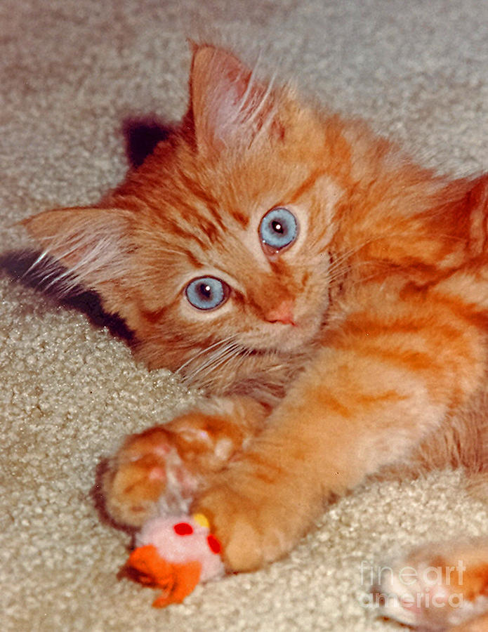 Blue-eyed Kitty Photograph by Randy Harris