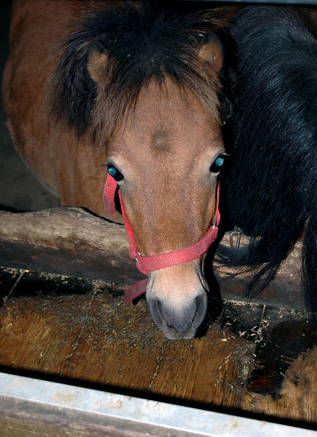 Blue eyed Pony Photograph by LeeAnn McLaneGoetz McLaneGoetzStudioLLCcom