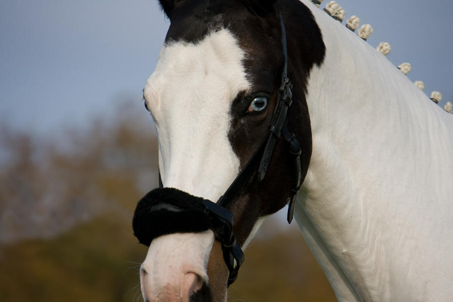 Horse Photograph - Blue Eyes by Ralf Kaiser