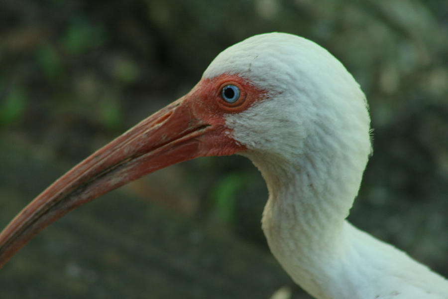 Blue Eyes Photograph by Sean Green | Fine Art America