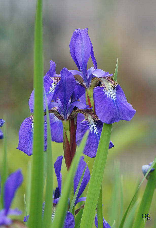 Blue Flag Iris - DSC03987 Photograph by Shirley Heyn