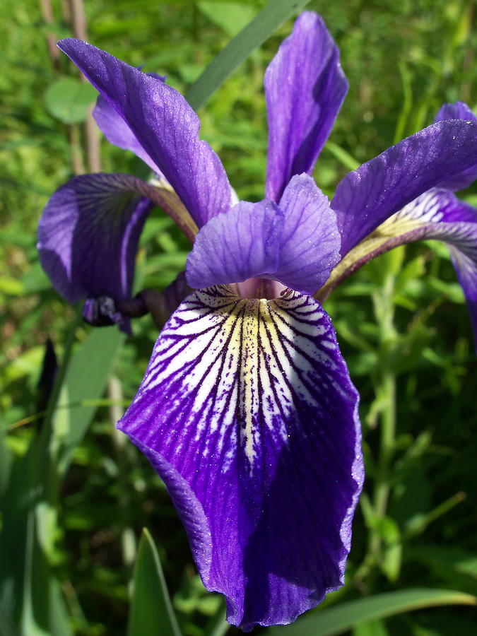 Blue Flag Iris Photograph by David Pickett