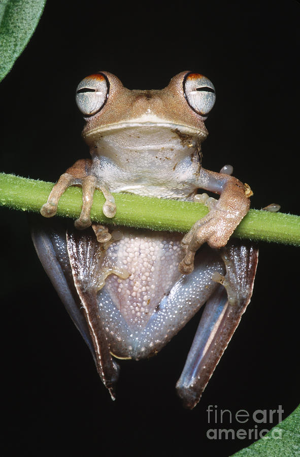 Blue-flanked Tree Frog Photograph by Dante Fenolio