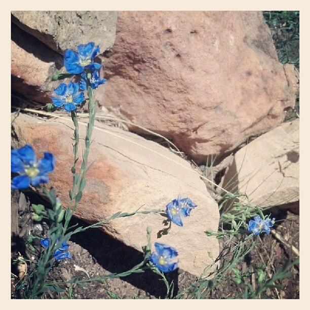 Flower Photograph - Blue Flax Wildflowers by Holly Sharpe-moore