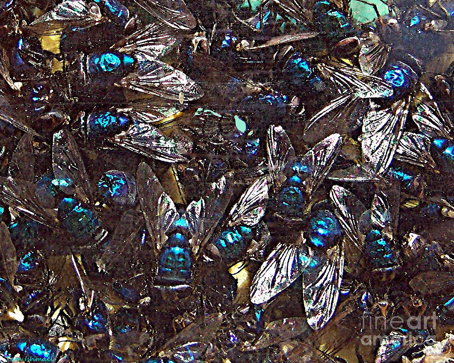 Insects Photograph - Blue Flies by Tammy Ishmael - Eizman