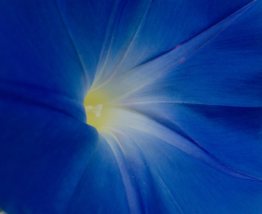 Blue Flower Photograph by Cornelis Verwaal