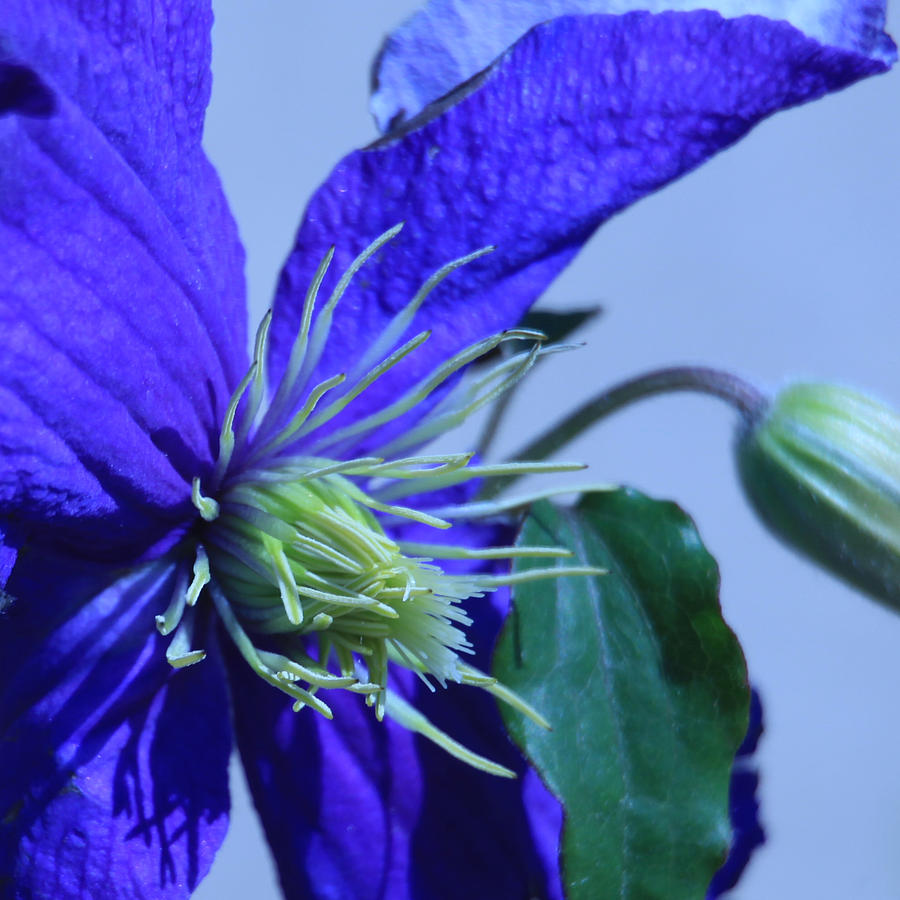 Blue Flower Photograph by Donna Corless