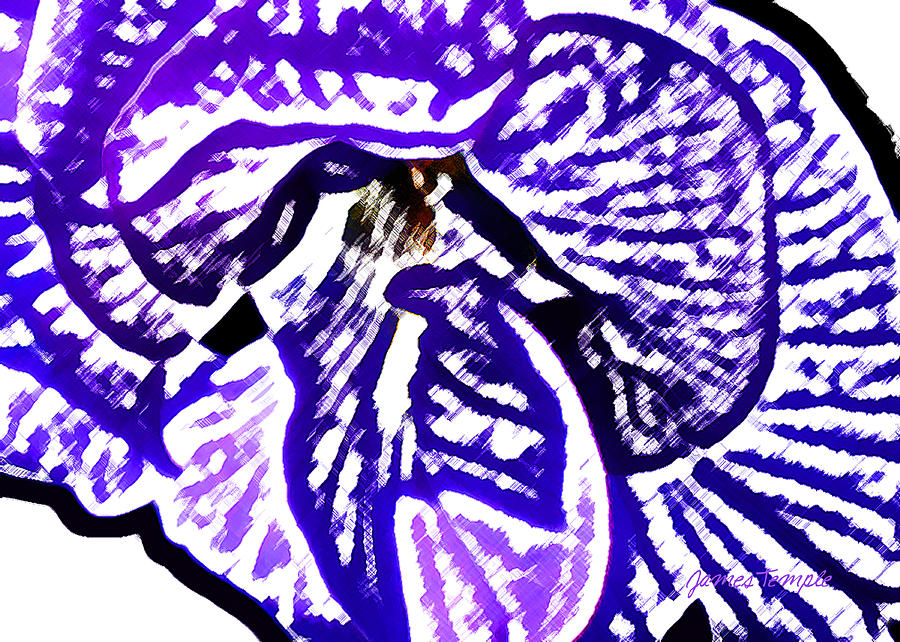 Blue Flower Digital Art by James Temple