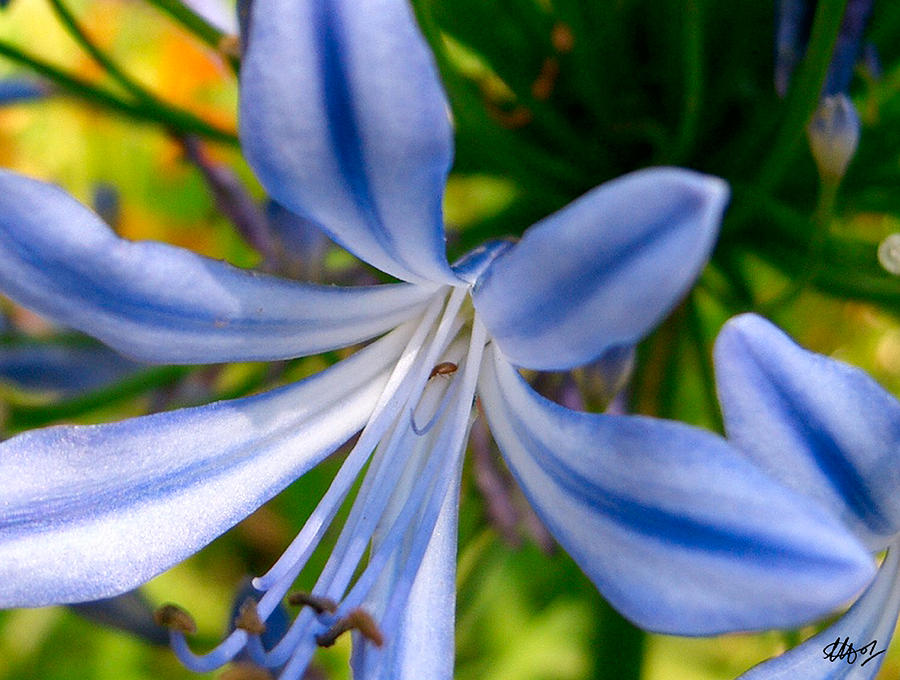 Blue Flower Photograph by Laura Hol Art