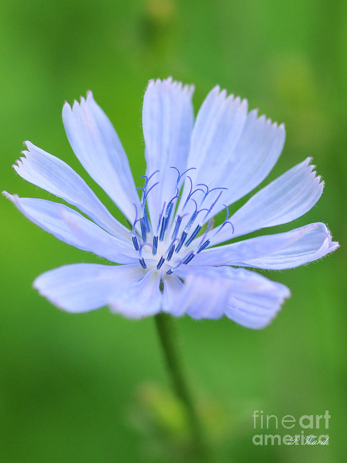 Blue Flower Photograph