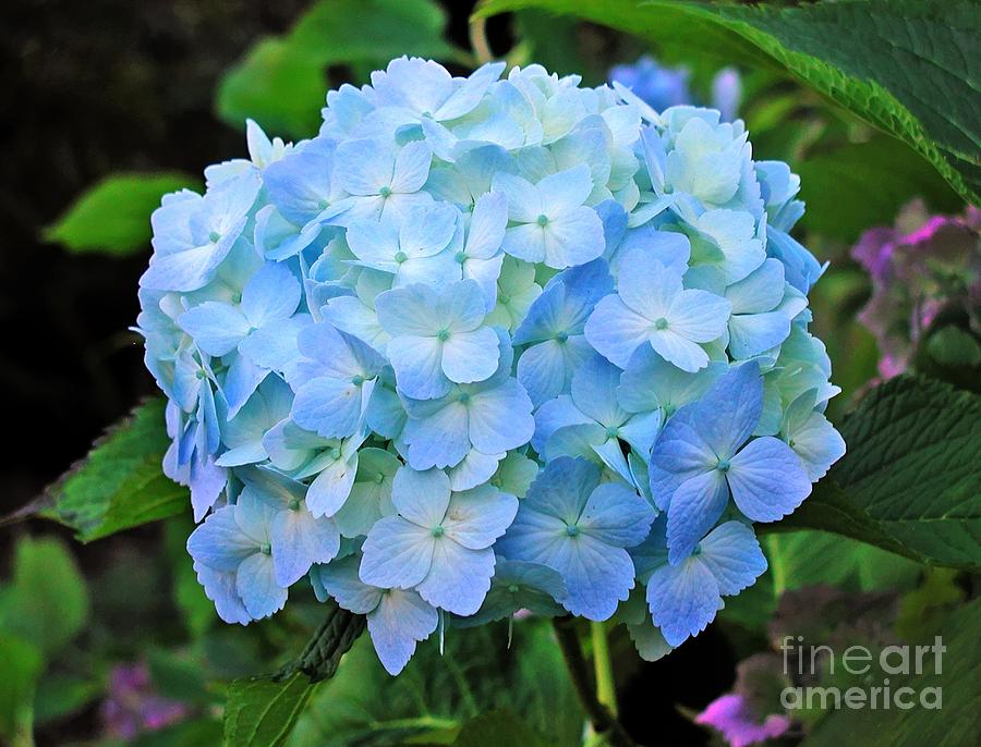 Blue Garden Flower Photograph by Tap On Photo