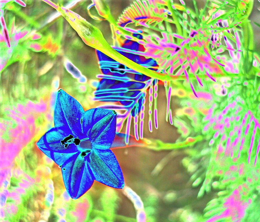 Blue Flowers 2 Photograph by Padre Art
