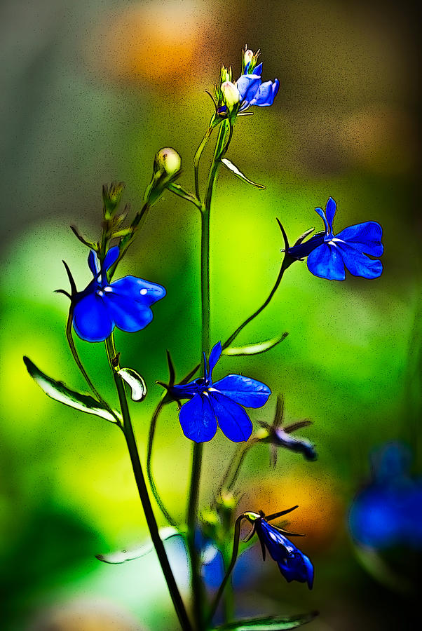 Blue Flowers-Anime Photograph by Onyonet Photo studios