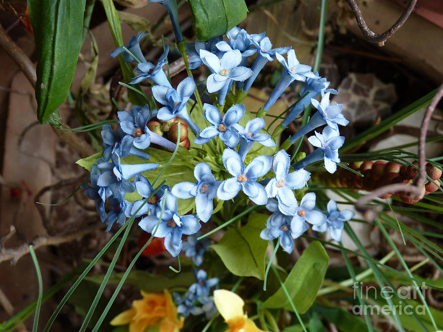 Blue Flowers Photograph by Eva-Maria Di Bella