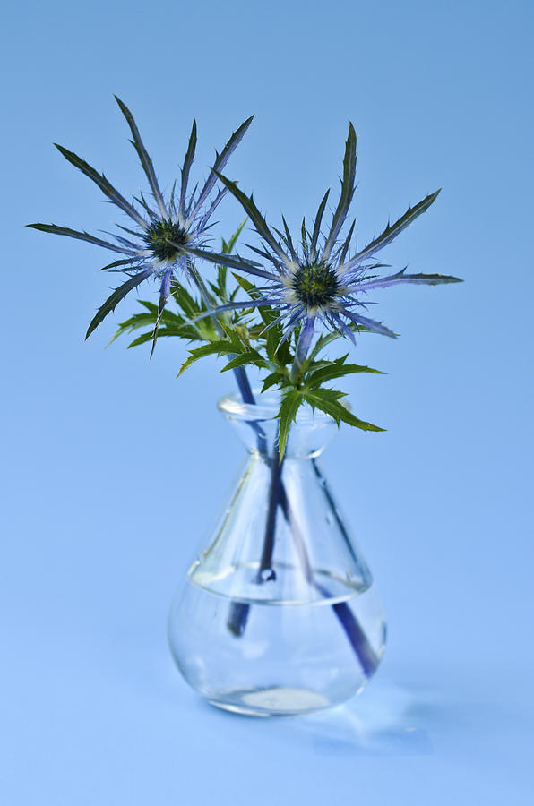 Blue flowers on sky blue background Photograph by Natalia Ganelin ...