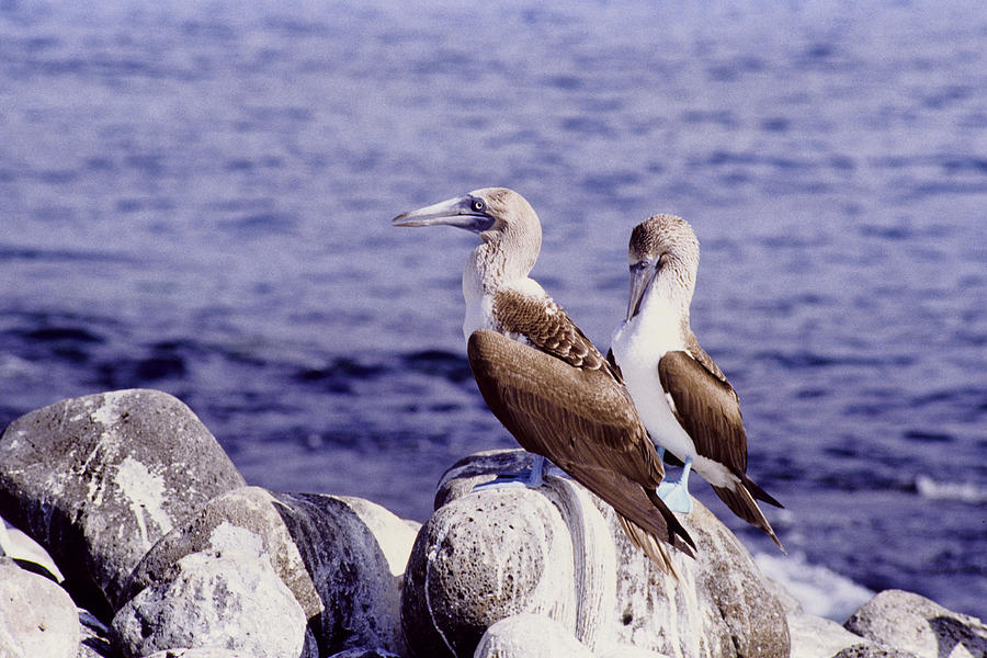 Blue Footed Boobies Photograph by John Farley
