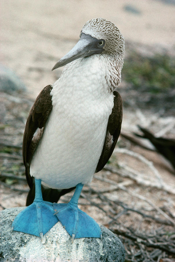 Blue-footed Booby Photograph by Georgette Douwma - Fine Art America