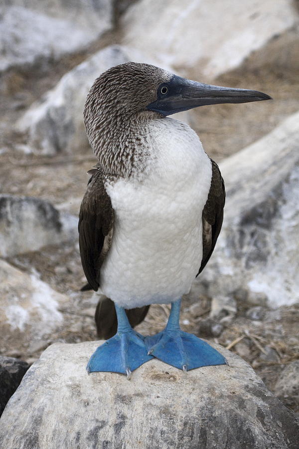 Blue-footed Booby Photograph by Sally Weigand