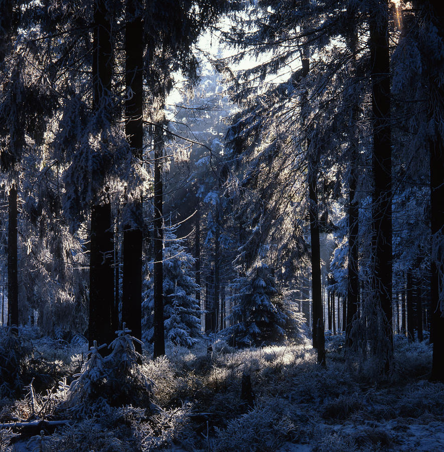 Blue forest Photograph by Ulrich Kunst And Bettina Scheidulin