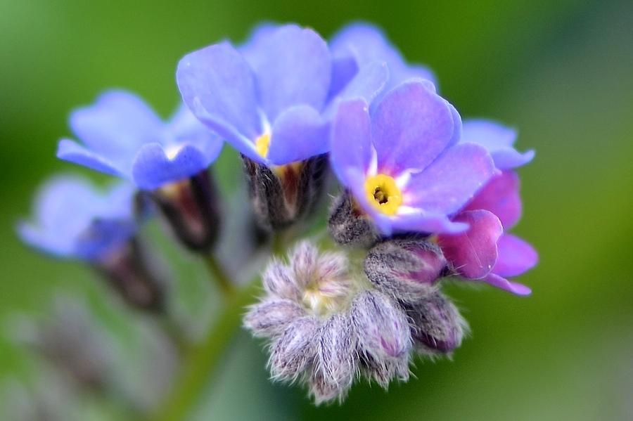 Blue Fuzzy Photograph by Catherine Murton