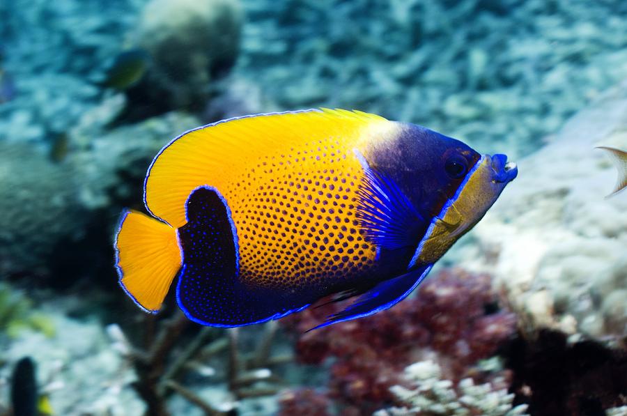 Blue-girdled Angelfish Photograph by Georgette Douwma - Fine Art America